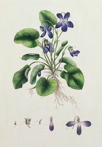 Viooltjes, pagina uit een Album van Botanische Studies ca.1830 door English School